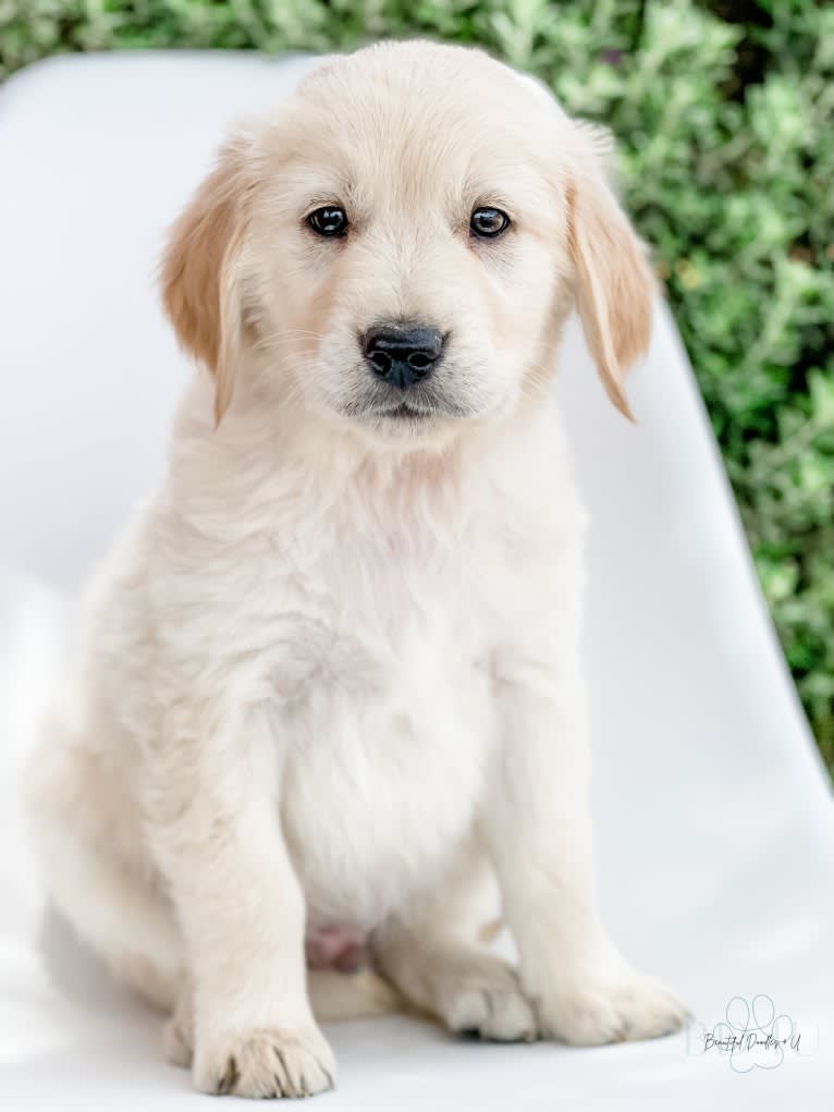 Fill, a Golden Retriever tested with EmbarkVet.com
