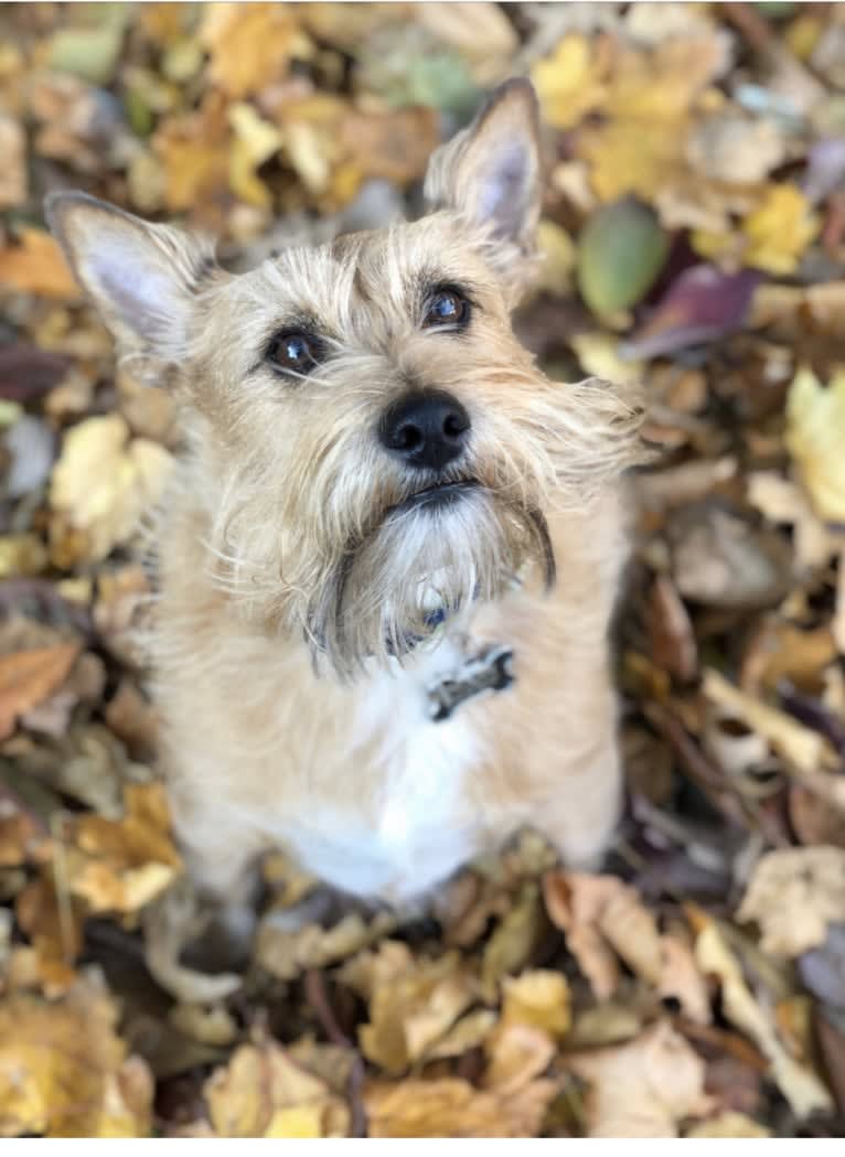 Wilbur, a Miniature Schnauzer and Rat Terrier mix tested with EmbarkVet.com