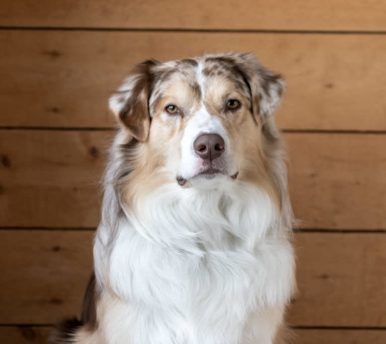 Neville, an Australian Shepherd tested with EmbarkVet.com