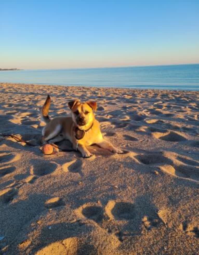 Oslo, an American Pit Bull Terrier and Chihuahua mix tested with EmbarkVet.com