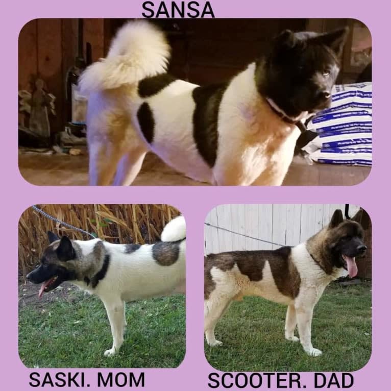 Sansa, an Akita tested with EmbarkVet.com