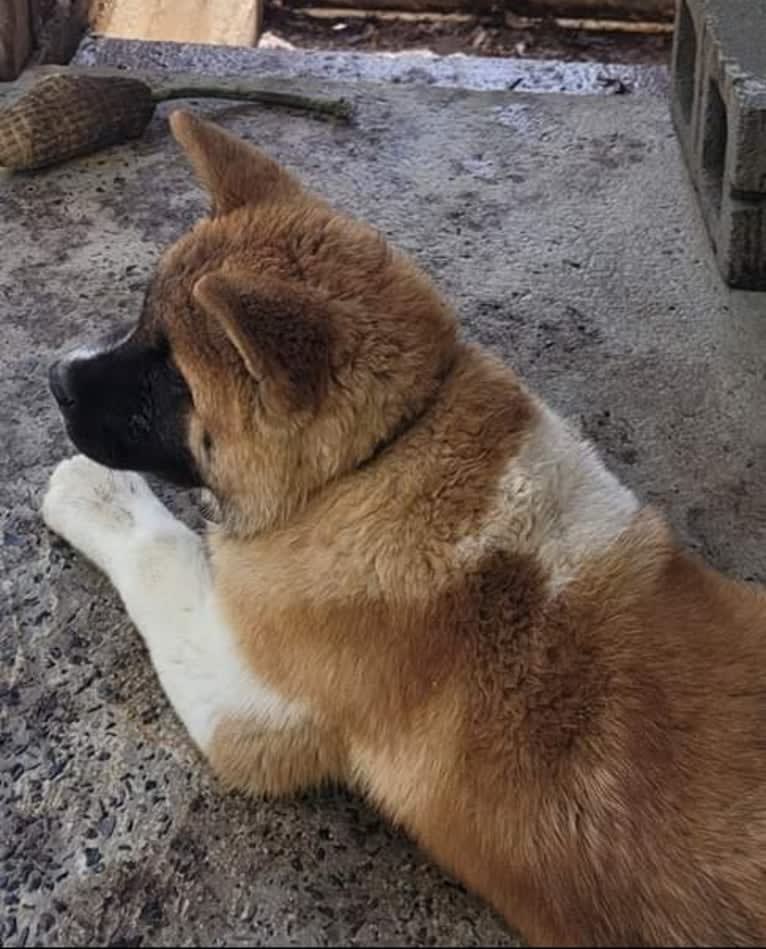 Geena, an Akita tested with EmbarkVet.com