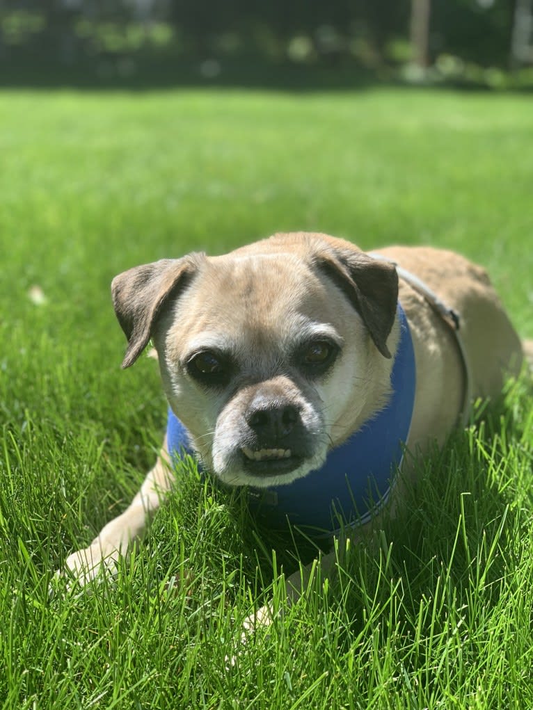 Zeus, a Pug and Rat Terrier mix tested with EmbarkVet.com