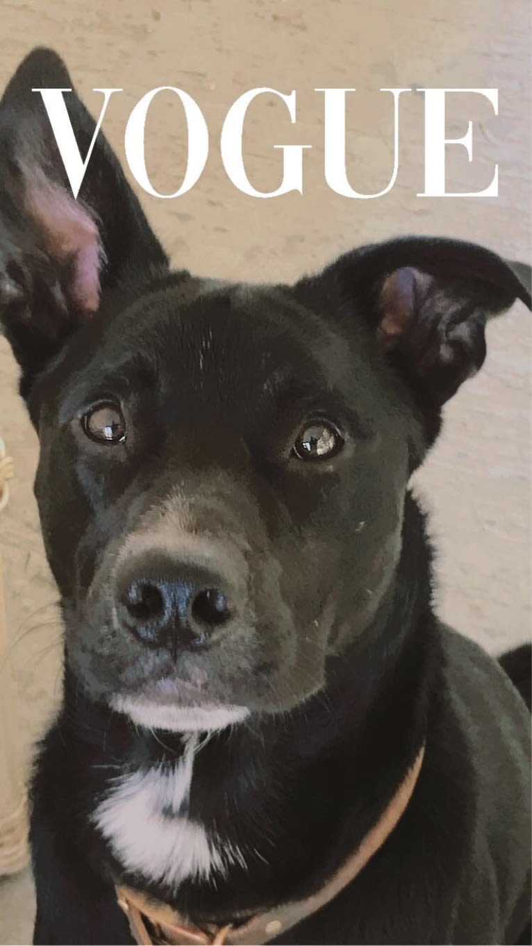 Arlo, an American Pit Bull Terrier and Chow Chow mix tested with EmbarkVet.com