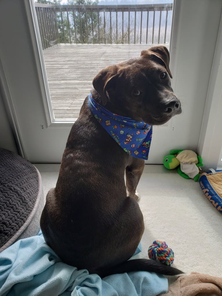 Connor, an American Bully and American Bulldog mix tested with EmbarkVet.com