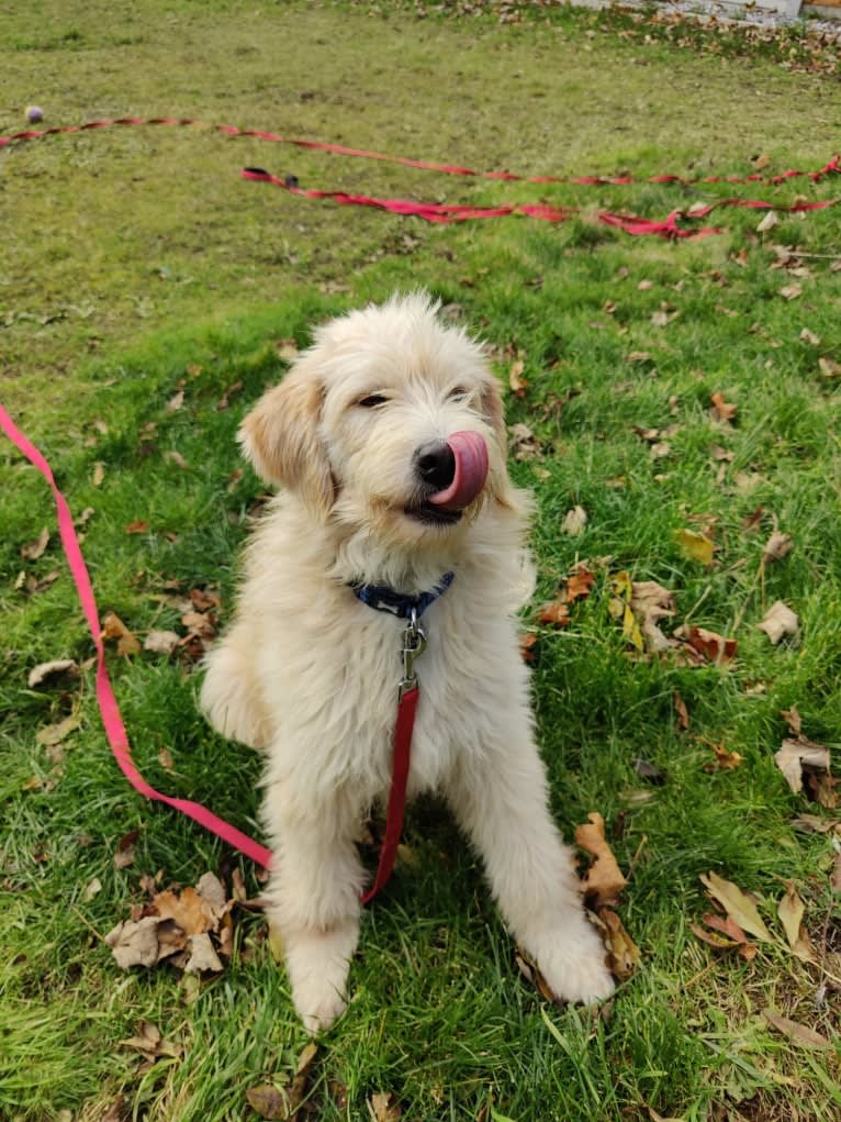 Oscar, an American Village Dog tested with EmbarkVet.com