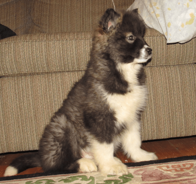 Randal, a Greenland Dog tested with EmbarkVet.com