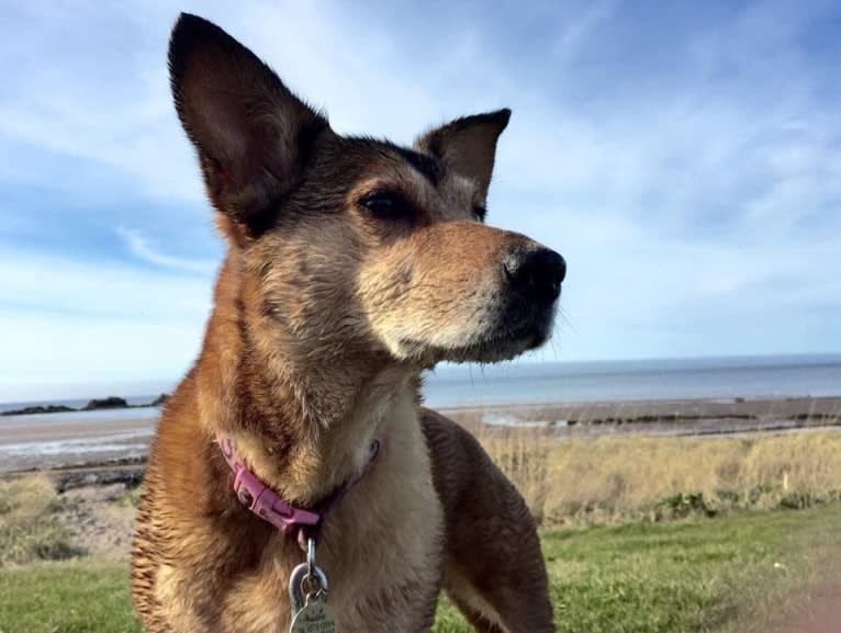 Koda, a Russell-type Terrier and German Shepherd Dog mix tested with EmbarkVet.com