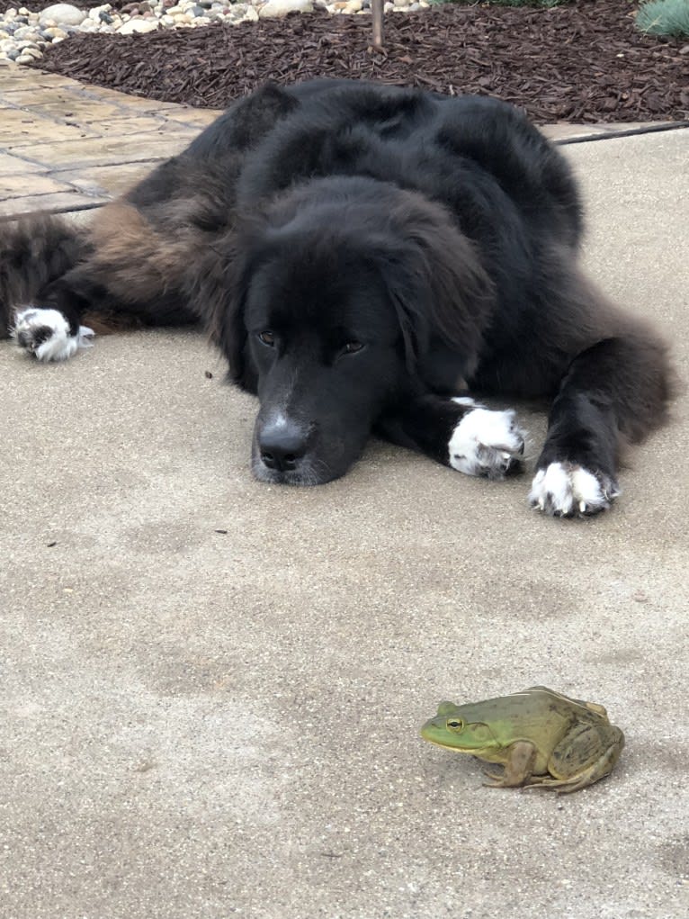 Kodie, a Great Pyrenees and Brittany mix tested with EmbarkVet.com