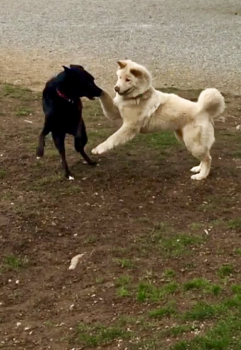 Sweet Pea, an Akita and American Bully mix tested with EmbarkVet.com