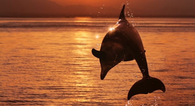 Dolphins and whale watching at Overberg in South Africa - Top 10 adventures