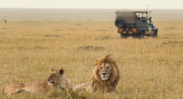 Beim Safari-Fahrt Tiere in Kenia beobachten.