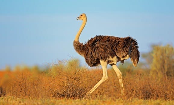 Female Ostrich Struthio camelus at Kalahari Desert
