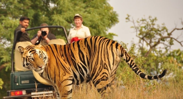 Auf einer Indien Safari kommen Touristen einem Tiger sehr nah