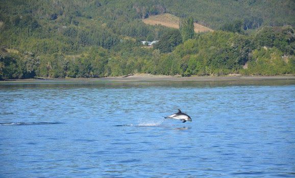 tierrachiloe_tonina-e1430986100695