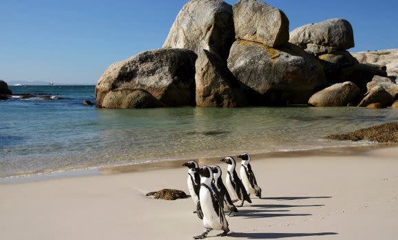 Pinguine am Strand, Südafrika