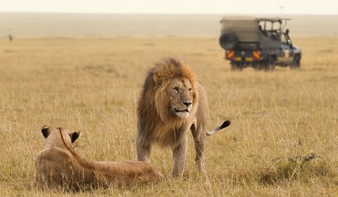Löwe, König der Tiere