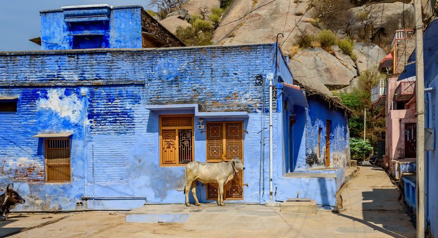 Enchanting Travels North India Tours A Street Cow on the Street in front of a Blue Building in the Town of Narlai