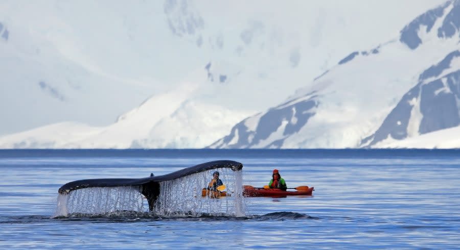 Humpback whale tail with a kayak in the background, Antarctica vacation