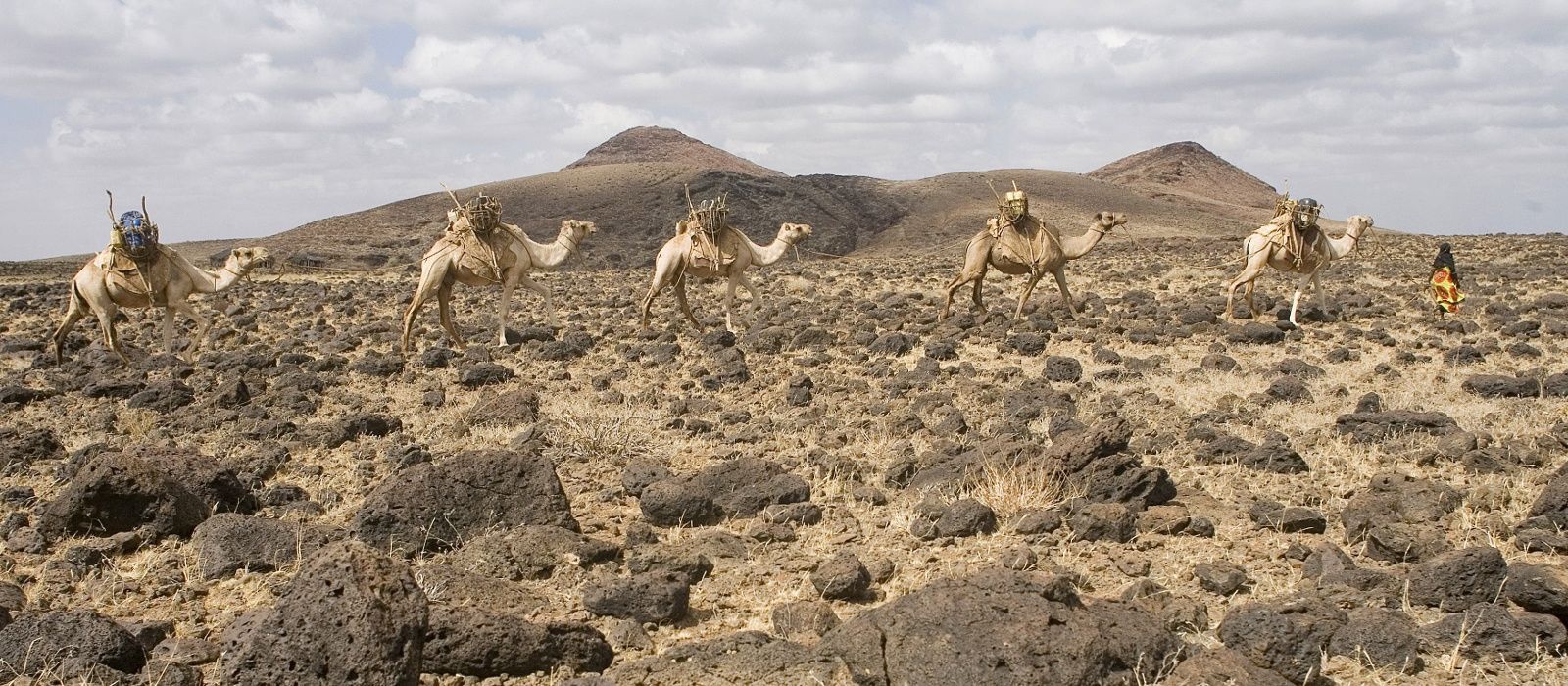 Image result for caravan of camels in chalbi desert