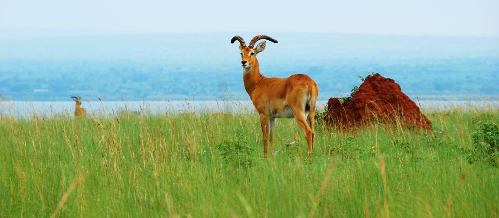 Exclusive Travel Tips for Your Destination Lake Albert in Uganda