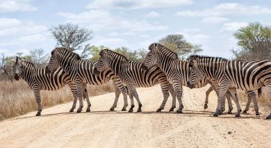 Example private tour: South Africa – Kruger to Cape Town Example private tour: South Africa – Kruger to Cape Town