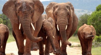 Empfohlene Individualreise, Rundreise: Große Rundreise im südlichen Afrika Empfohlene Individualreise, Rundreise: Große Rundreise im südlichen Afrika
