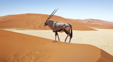 Example private tour: Wings over Namibia Example private tour: Wings over Namibia