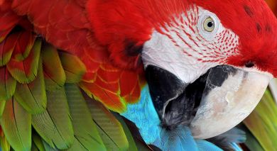 Empfohlene Individualreise, Rundreise: Exotische Vögel & Bezaubernde Landschaften – Vogelbeobachtung in Guatemala Empfohlene Individualreise, Rundreise: Exotische Vögel & Bezaubernde Landschaften – Vogelbeobachtung in Guatemala