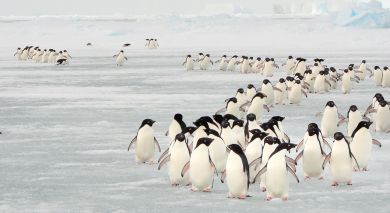 Example private tour: Wings Over Chile and Antarctica Example private tour: Wings Over Chile and Antarctica