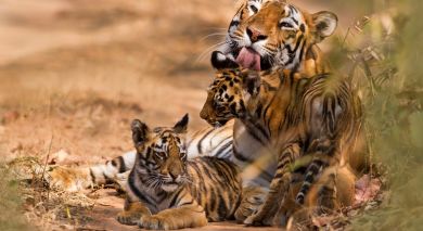 Empfohlene Individualreise, Rundreise: Exklusives Taj-Angebot: Auf Tigerspuren durch Indien Empfohlene Individualreise, Rundreise: Exklusives Taj-Angebot: Auf Tigerspuren durch Indien