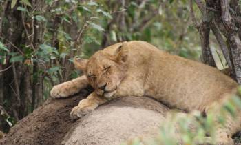 a lion lying down in a forest
