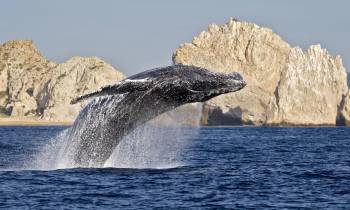 a whale jumping out of the water