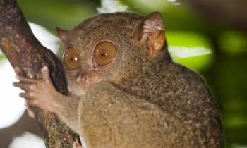 a close up of an animal