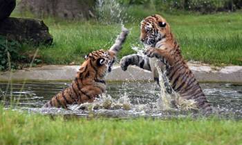 a tiger swimming in a body of water