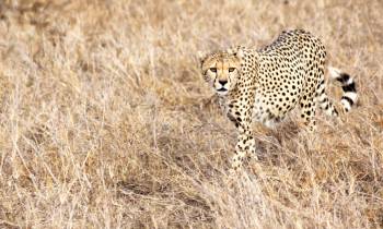 a cheetah standing on a dry grass field