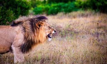 a lion in a grassy field