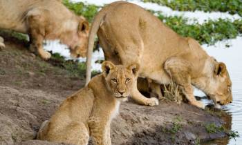 a lion lying down in the dirt
