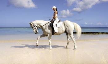 a white cow standing on top of a sandy beach