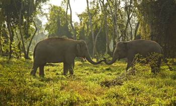 a large elephant standing on top of a grass covered field