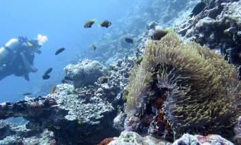 Maldives, Diving