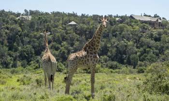 a couple of giraffe standing on top of a lush green field