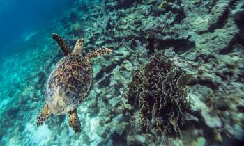 a turtle swimming in the water