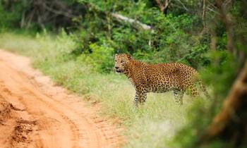 Leopard in Yala