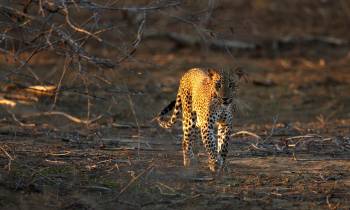 a leopard standing on a dry grass field