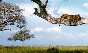 a giraffe standing next to a tree