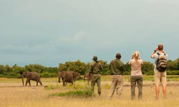 a herd of elephants walking across a grass covered field