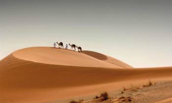 Camels in the desert