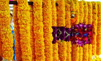 a group of colorful flowers