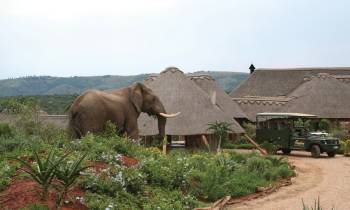 a elephant that is standing in the dirt